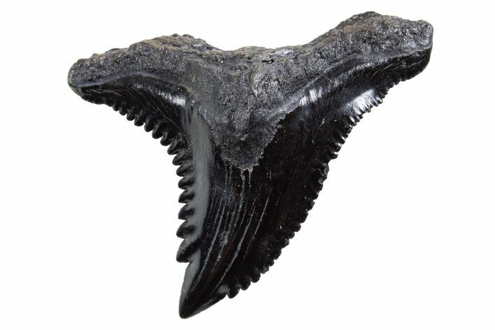 Snaggletooth Shark (Hemipristis) Tooth - South Carolina #347030